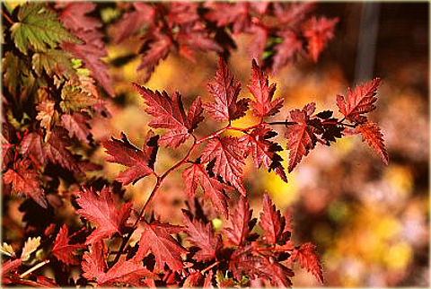 Tawulec pogięty Crispa Stephanandra incisa Crispa