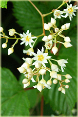 Tawulec pogięty Crispa Stephanandra incisa Crispa