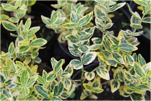 Trzmielina Fortunea Emerald Gold Euonymus fortunei