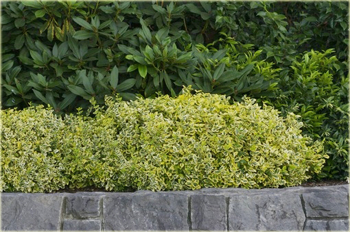 Trzmielina Fortunea Emerald Gold Euonymus fortunei