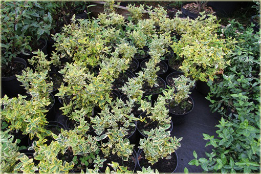 Trzmielina Fortunea Emerald Gold Euonymus fortunei