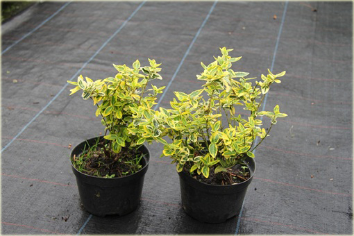 Trzmielina Fortunea Emerald Gold Euonymus fortunei