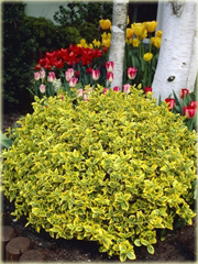 Trzmielina Fortunea Emerald Gold Euonymus fortunei