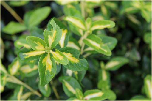 Trzmielina fortunea Sunspot Euonymus fortunei Sunspot