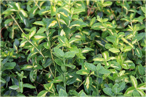 Trzmielina fortunea Sunspot Euonymus fortunei Sunspot