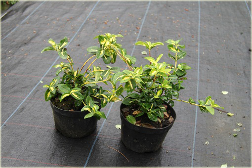 Trzmielina fortunea Sunspot Euonymus fortunei Sunspot