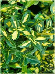 Trzmielina fortunea Sunspot Euonymus fortunei Sunspot