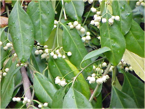 Trzmielina Fortunea Radicans Euonymus fortunei