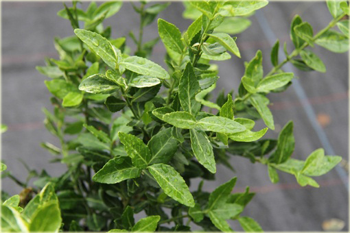 Trzmielina Fortunea Radicans Euonymus fortunei