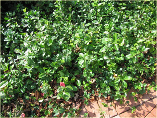 Trzmielina Fortunea Radicans Euonymus fortunei