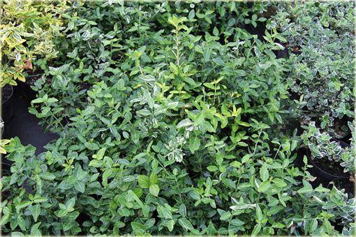 Trzmielina Fortunea Radicans Euonymus fortunei