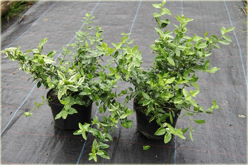 Trzmielina Fortunea Radicans Euonymus fortunei