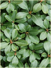 Trzmielina Fortunea Radicans Euonymus fortunei