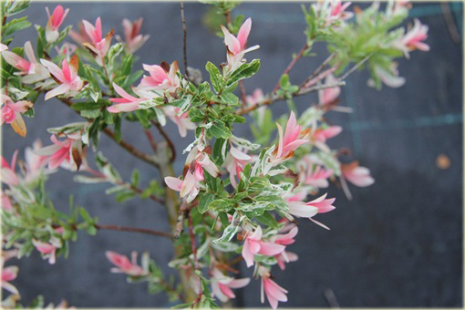 Wierzba japońska Hakuro nishiki Salix integra Hakuro nishiki