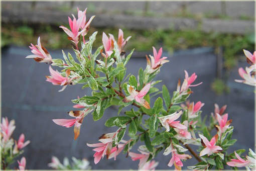 Wierzba japońska Hakuro nishiki Salix integra Hakuro nishiki