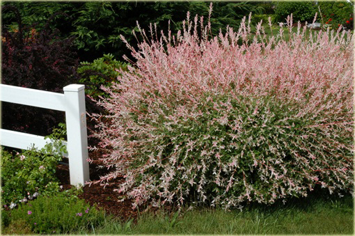 Wierzba japońska Hakuro nishiki Salix integra Hakuro nishiki