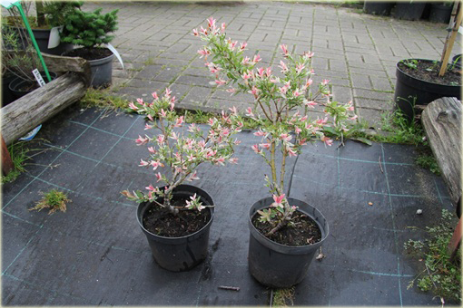 Wierzba japońska Hakuro nishiki Salix integra Hakuro nishiki