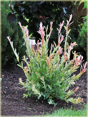 Wierzba japońska Hakuro nishiki Salix integra Hakuro nishiki