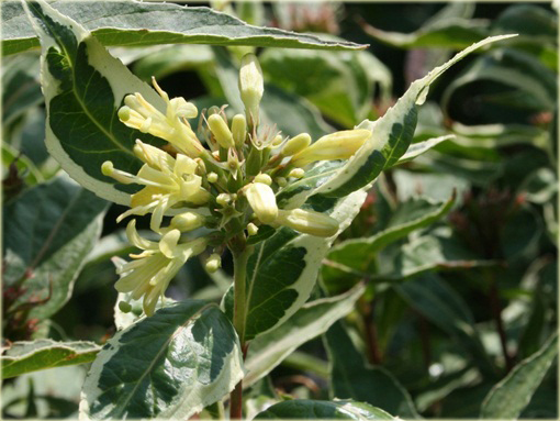 Zadrzewnia bezogonkowa Variegata Diervilla sessilifolia variegata