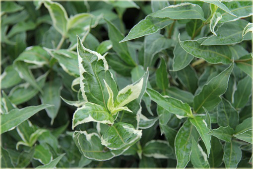 Zadrzewnia bezogonkowa Variegata Diervilla sessilifolia variegata