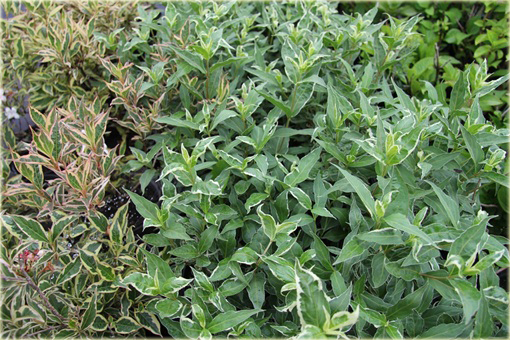 Zadrzewnia bezogonkowa Variegata Diervilla sessilifolia variegata