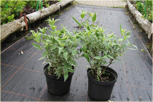 Zadrzewnia bezogonkowa Variegata Diervilla sessilifolia variegata