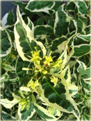 Zadrzewnia bezogonkowa Variegata Diervilla sessilifolia variegata