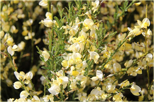 Żarnowiec miotlasty bladożółty Cytisus scoparius