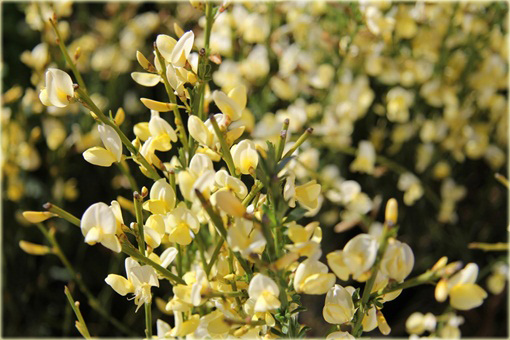 Żarnowiec miotlasty bladożółty Cytisus scoparius