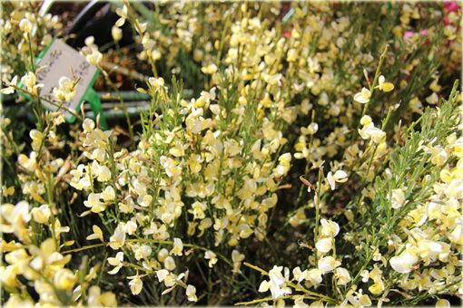 Żarnowiec miotlasty bladożółty Cytisus scoparius