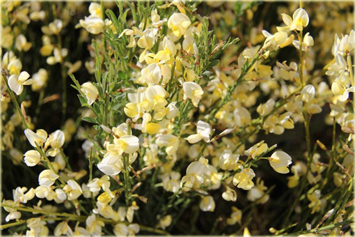 Żarnowiec miotlasty bladożółty Cytisus scoparius