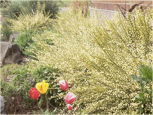 Żarnowiec miotlasty bladożółty Cytisus scoparius