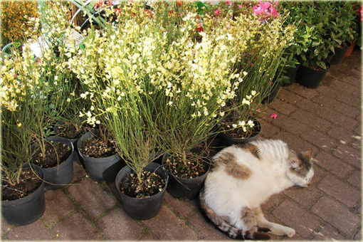 Żarnowiec miotlasty bladożółty Cytisus scoparius