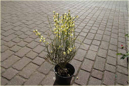 Żarnowiec miotlasty bladożółty Cytisus scoparius