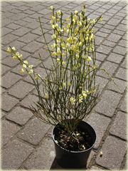 Żarnowiec miotlasty bladożółty Cytisus scoparius