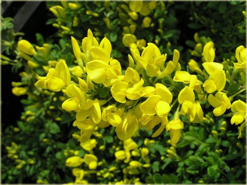 Żarnowiec żółty Cytisus racemosus