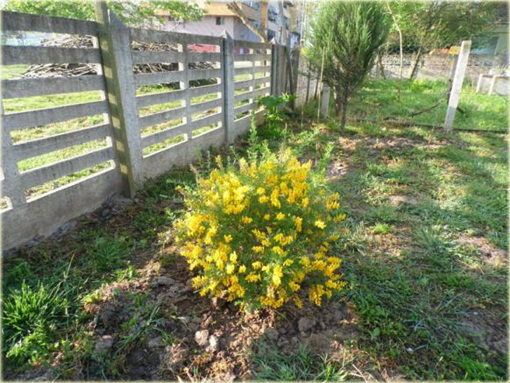 Żarnowiec żółty Cytisus racemosus