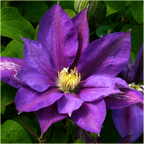 Powojnik Beautiful of Worcester Clematis Beautiful of Worcester