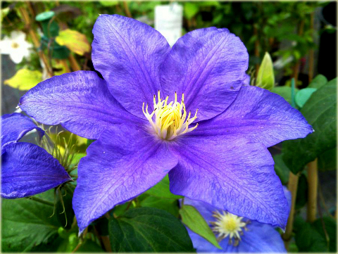 Powojnik Beautiful of Worcester Clematis Beautiful of Worcester