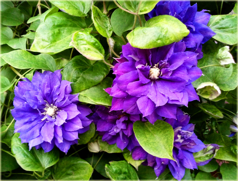 Powojnik Beautiful of Worcester Clematis Beautiful of Worcester