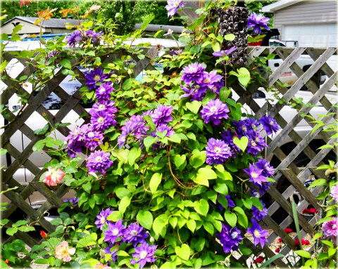 Powojnik Beautiful of Worcester Clematis Beautiful of Worcester
