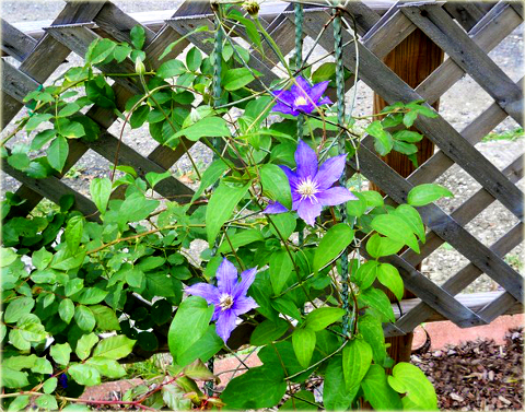 Powojnik Beautiful of Worcester Clematis Beautiful of Worcester