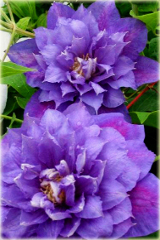 Powojnik Beautiful of Worcester Clematis Beautiful of Worcester