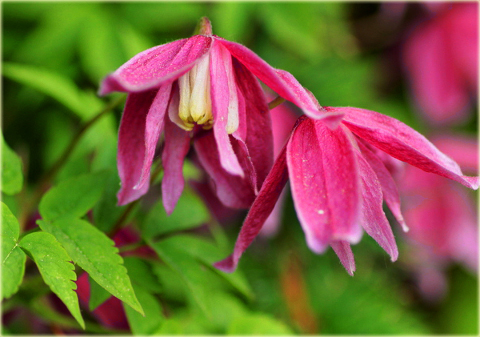 Powojnik Betina Clematis Betina