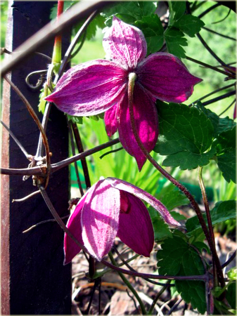 Powojnik Betina Clematis Betina
