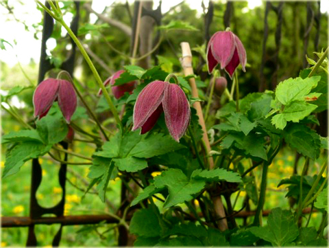 Powojnik Betina Clematis Betina