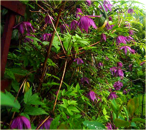 Powojnik Betina Clematis Betina