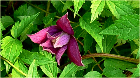 Powojnik Betina Clematis Betina