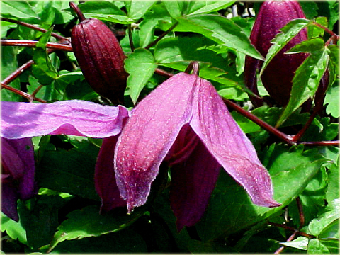 Powojnik Betina Clematis Betina