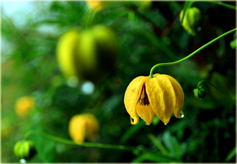 Powojnik Bill MacKenzie Clematis Bill MacKenzie
